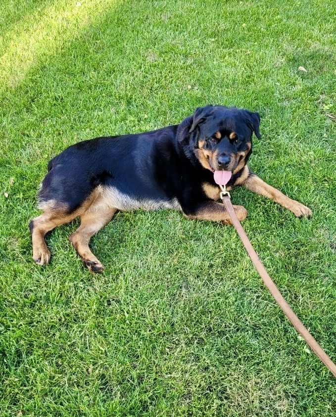 Zailey, an adoptable Rottweiler in Lincoln, NE, 68506 | Photo Image 4