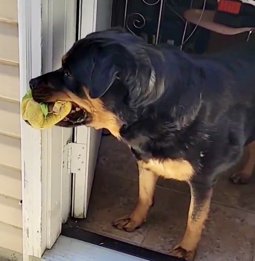 Zailey, an adoptable Rottweiler in Lincoln, NE, 68506 | Photo Image 5