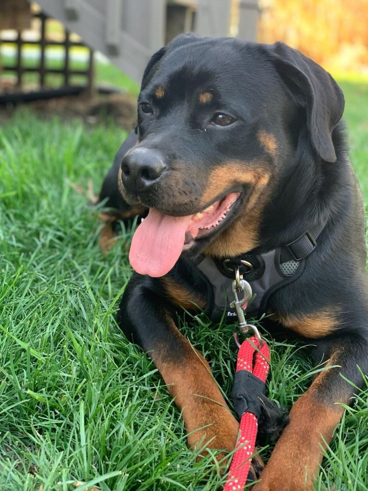 Ruth (previously Ruby), an adoptable Rottweiler in Lincoln, NE_image-1