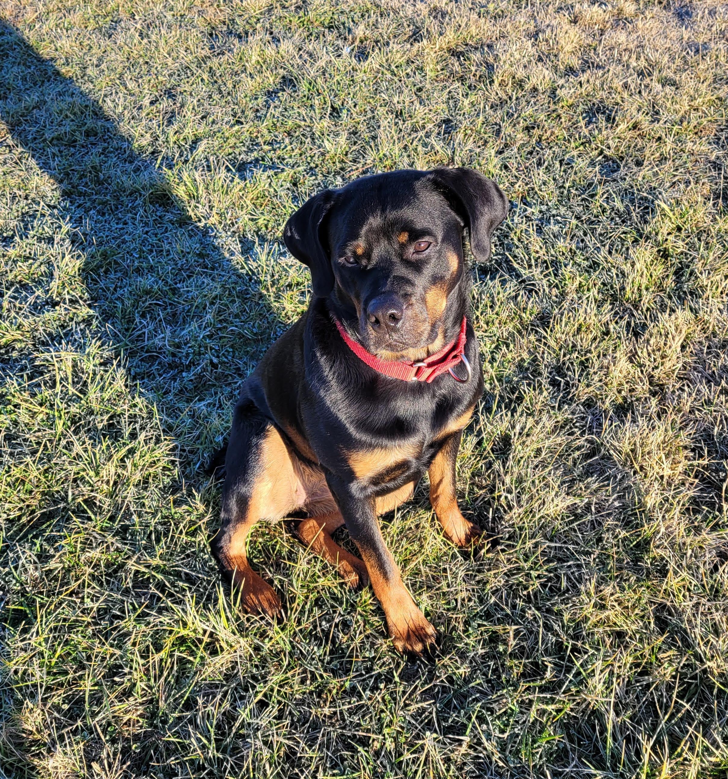 Ruth (previously Ruby), an adoptable Rottweiler in Lincoln, NE, 68506 | Photo Image 1