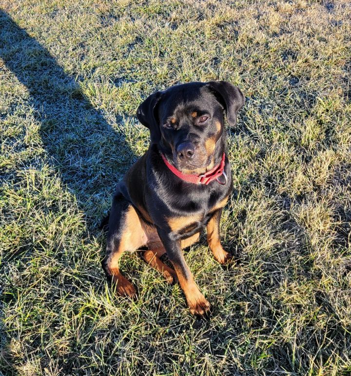 Ruth (previously Ruby), an adoptable Rottweiler in Lincoln, NE_image-2