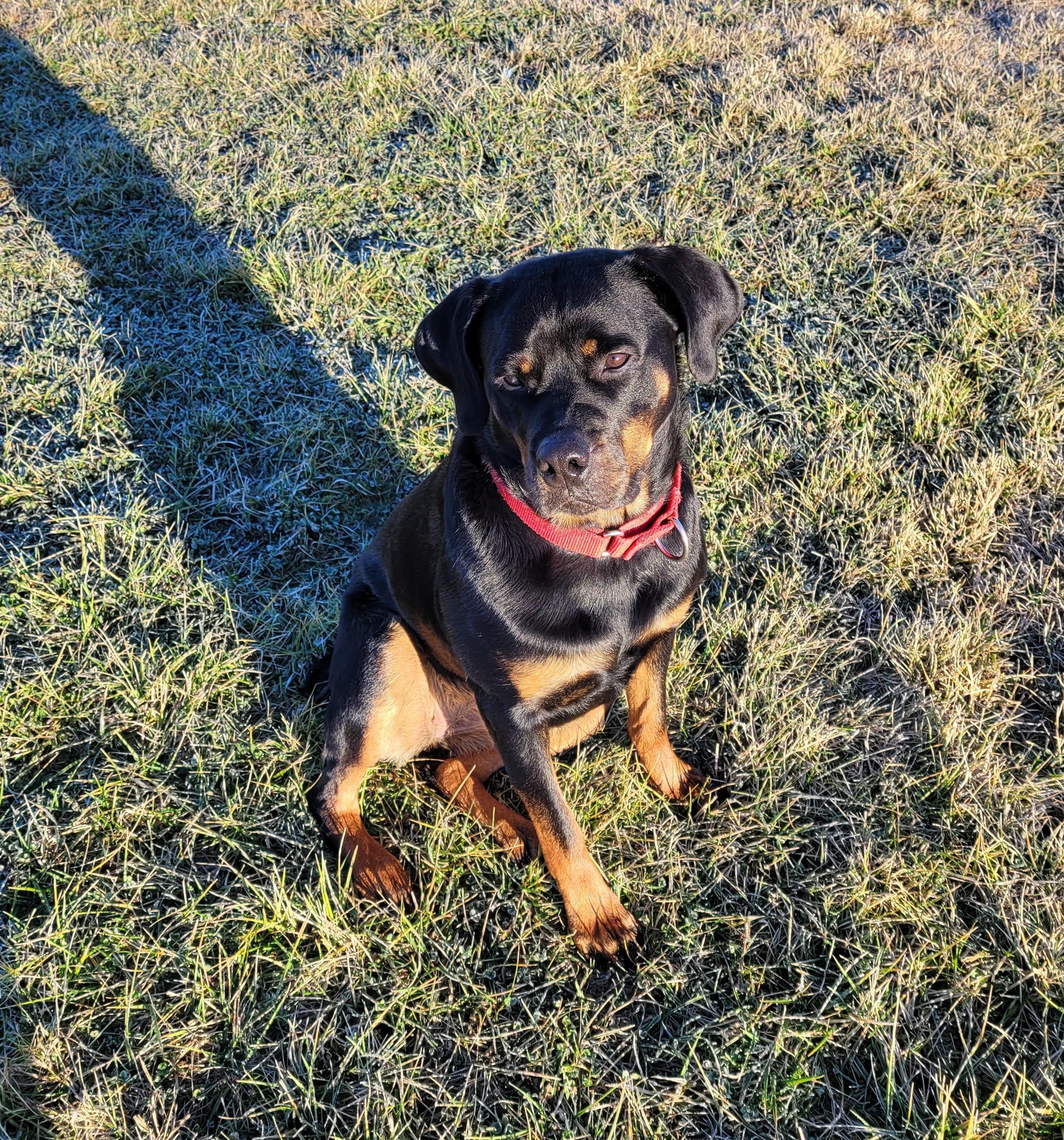Ruth (previously Ruby), an adoptable Rottweiler in Lincoln, NE, 68506 | Photo Image 2