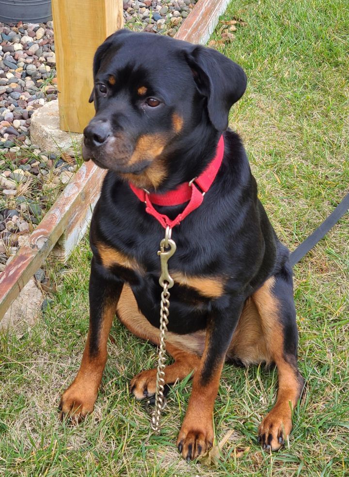 Ruth (previously Ruby), an adoptable Rottweiler in Lincoln, NE_image-3