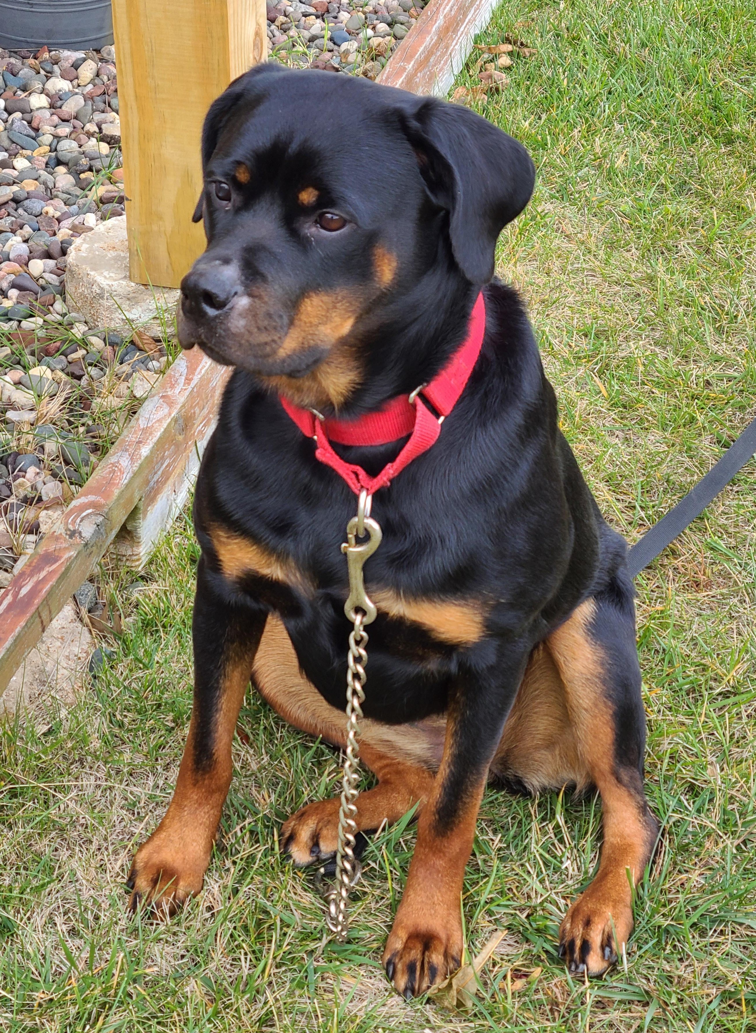 Ruth (previously Ruby), an adoptable Rottweiler in Lincoln, NE, 68506 | Photo Image 3