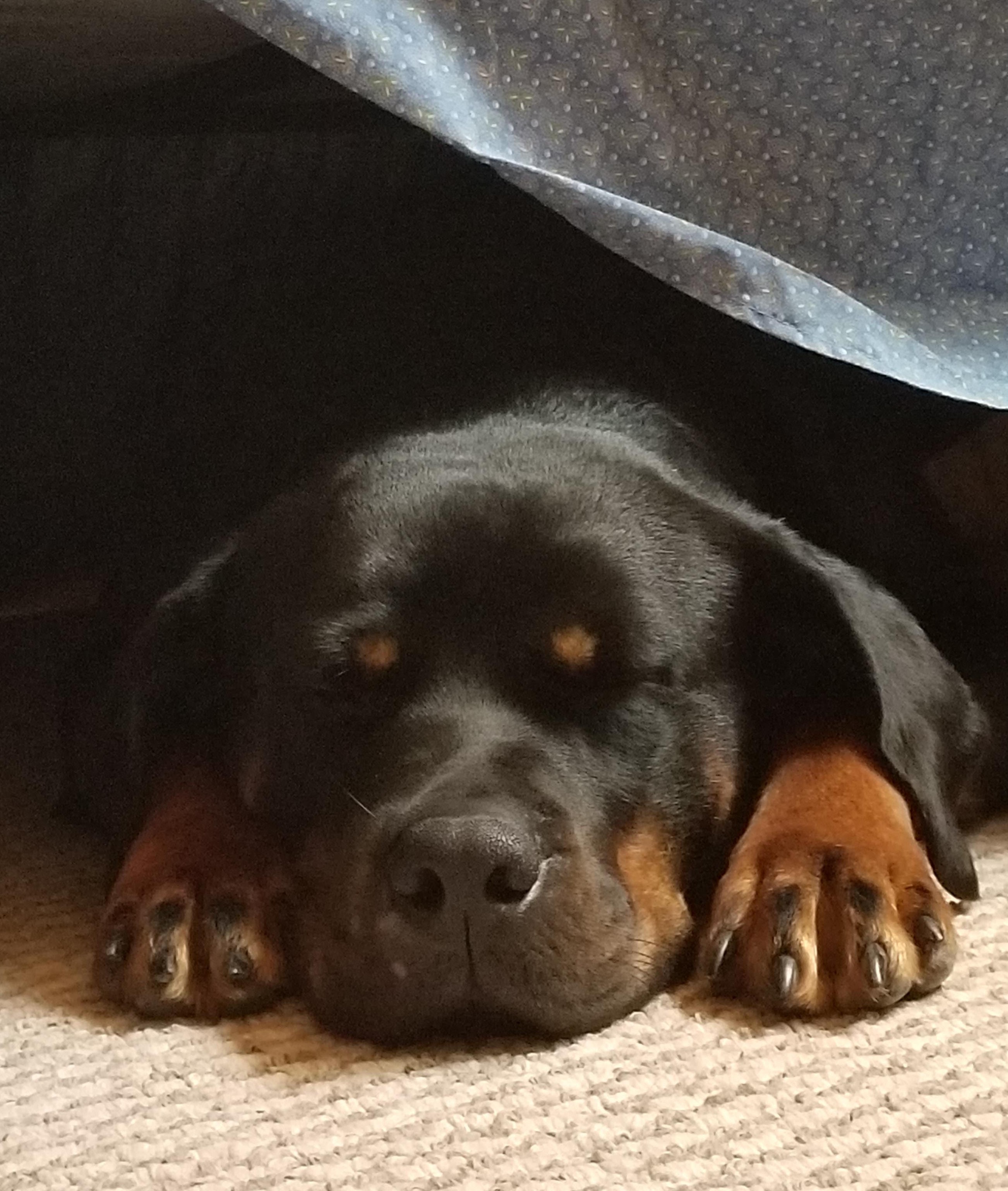 Ruth (previously Ruby), an adoptable Rottweiler in Lincoln, NE, 68506 | Photo Image 3