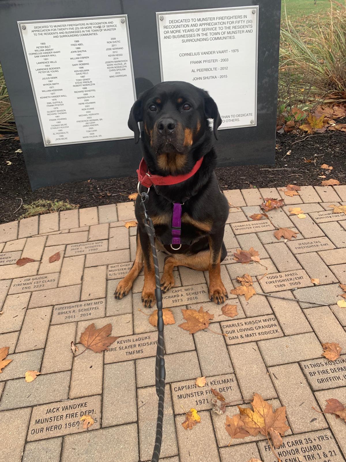 Ruth (previously Ruby), an adoptable Rottweiler in Lincoln, NE, 68506 | Photo Image 4