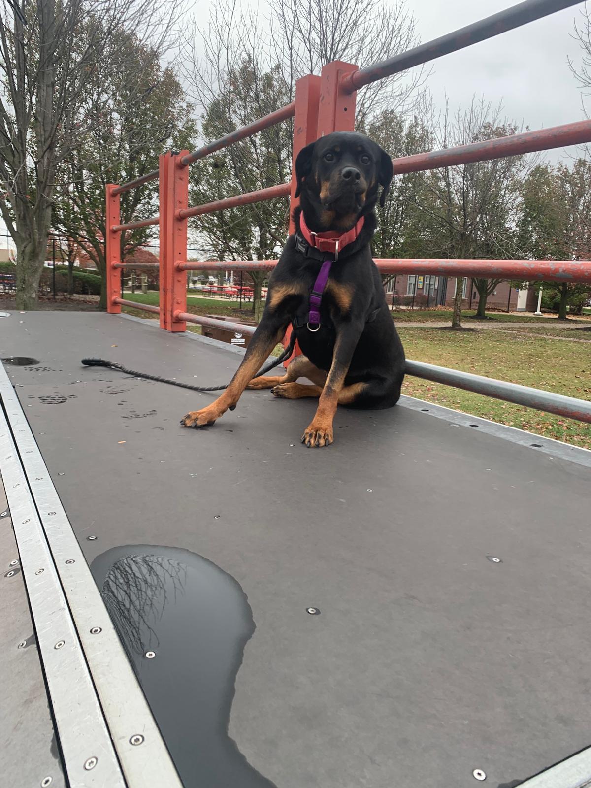 Ruth (previously Ruby), an adoptable Rottweiler in Lincoln, NE, 68506 | Photo Image 5