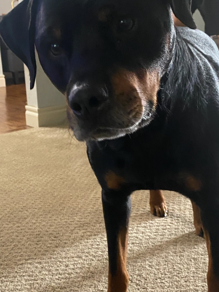 Koa, an adoptable Rottweiler in Lincoln, NE, 68506 | Photo Image 1