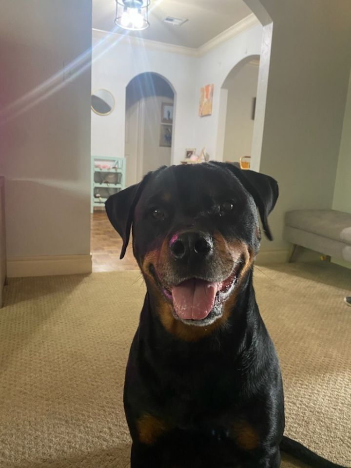 Koa, an adoptable Rottweiler in Lincoln, NE_image-2