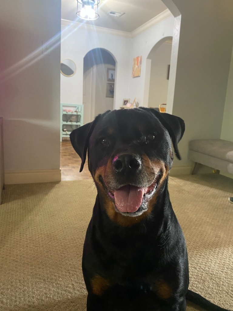 Koa, an adoptable Rottweiler in Lincoln, NE, 68506 | Photo Image 2