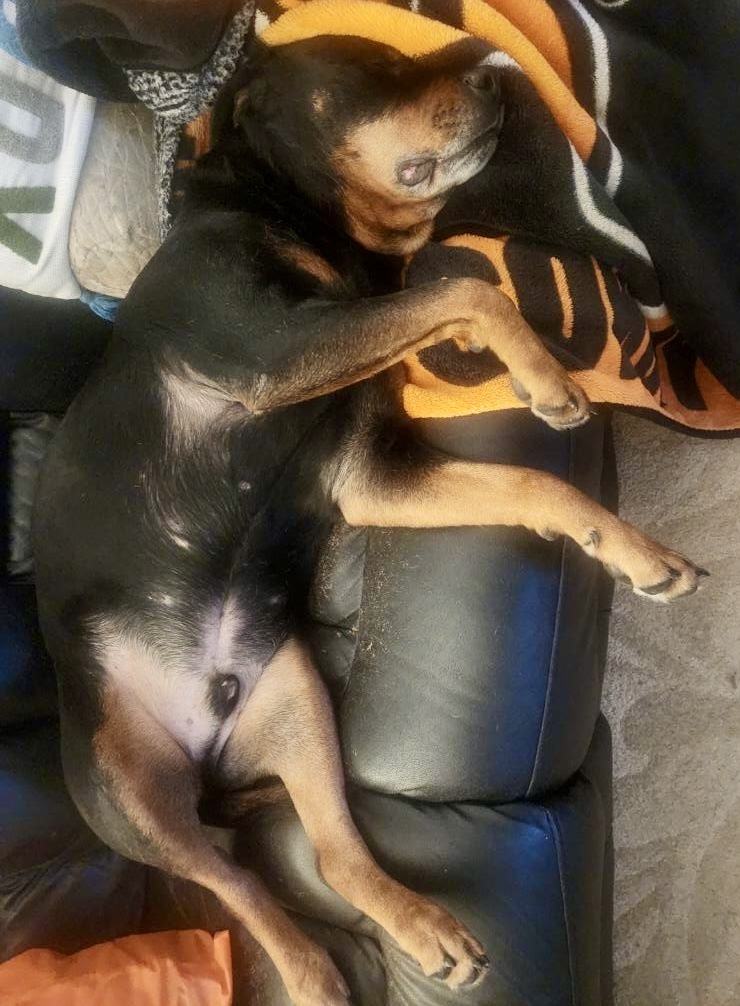 Koa, an adoptable Rottweiler in Lincoln, NE, 68506 | Photo Image 3