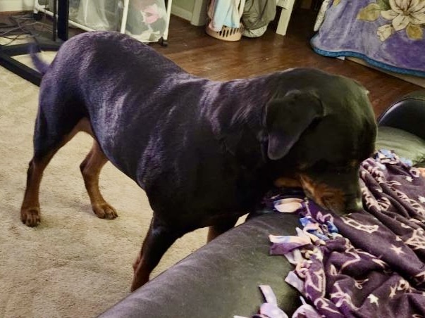 Koa, an adoptable Rottweiler in Lincoln, NE, 68506 | Photo Image 4
