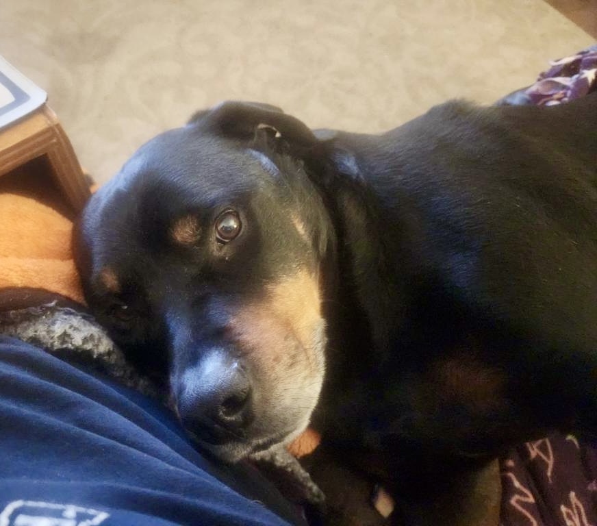 Koa, an adoptable Rottweiler in Lincoln, NE, 68506 | Photo Image 5
