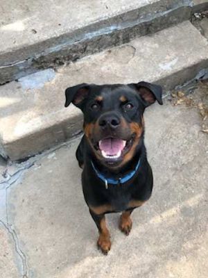 Dog for adoption - Stitch, a Rottweiler Mix in Lincoln, NE | Petfinder