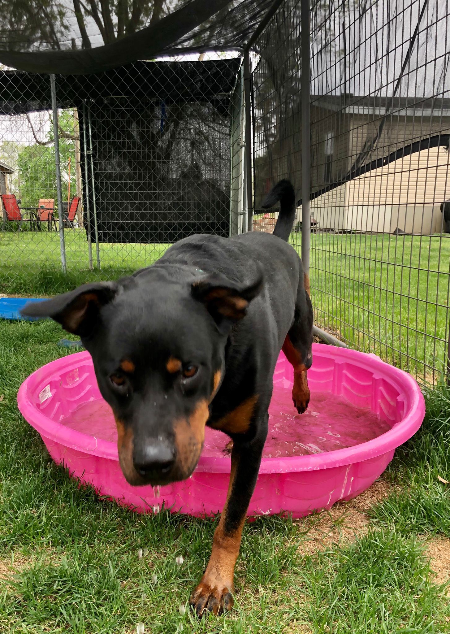 Stitch, an adoptable Doberman Pinscher, Rottweiler in Lincoln, NE, 68506 | Photo Image 2