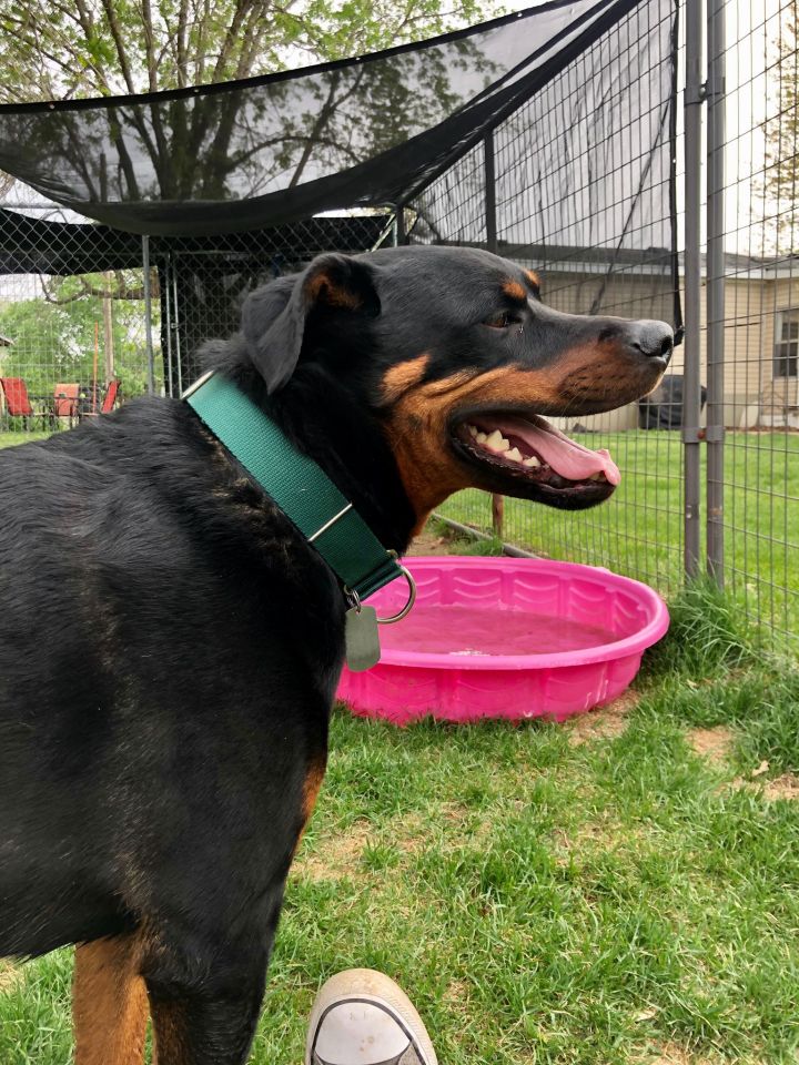 Stitch, an adoptable Rottweiler Mix in Lincoln, NE_image-3