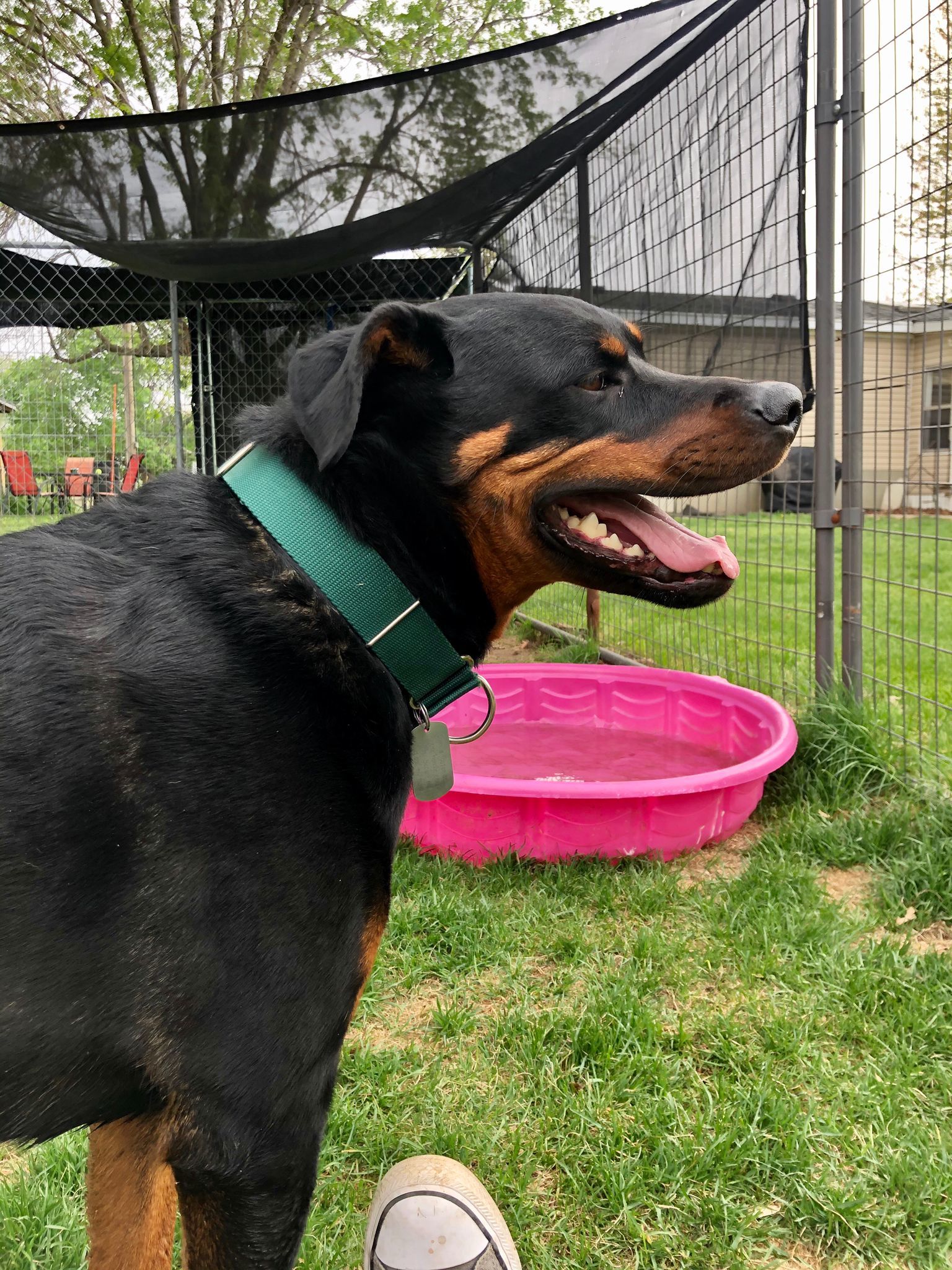 Stitch, an adoptable Rottweiler in Lincoln, NE, 68506 | Photo Image 3