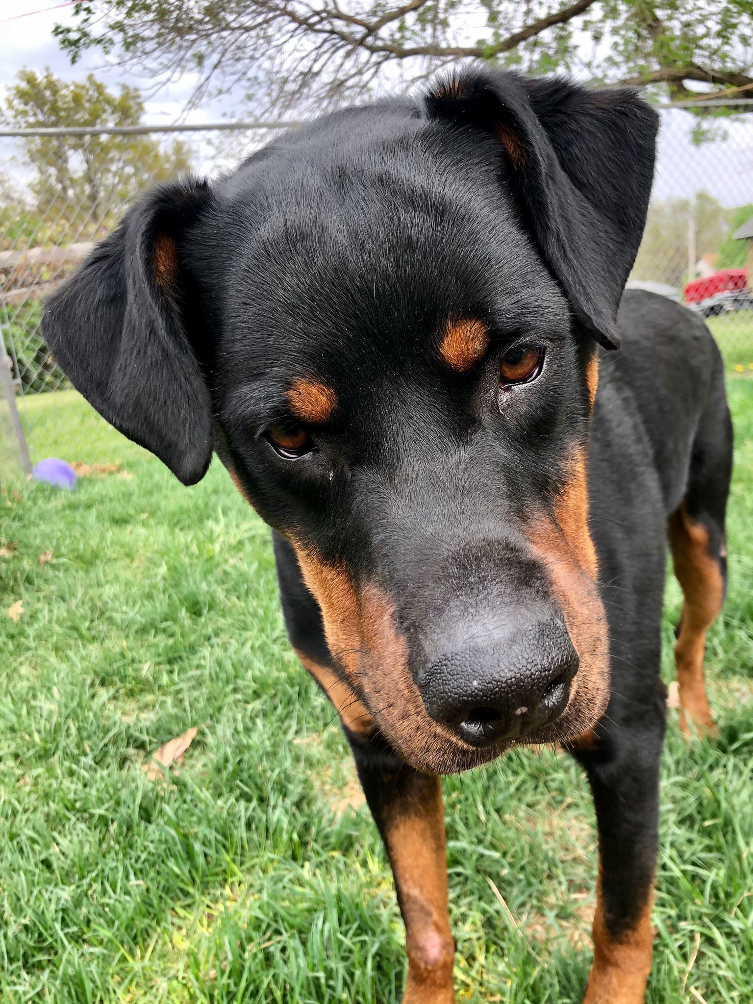 Stitch, an adoptable Rottweiler in Lincoln, NE, 68506 | Photo Image 4