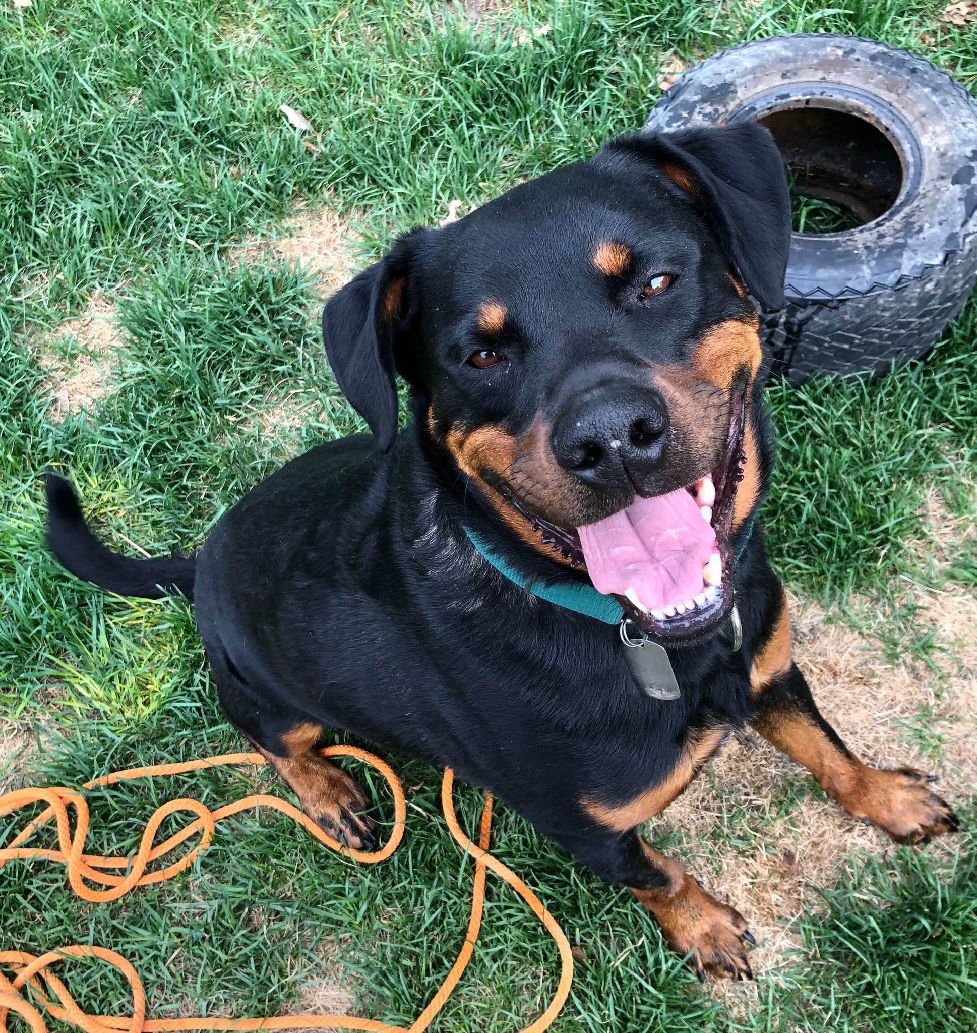 Stitch, an adoptable Rottweiler in Lincoln, NE, 68506 | Photo Image 5