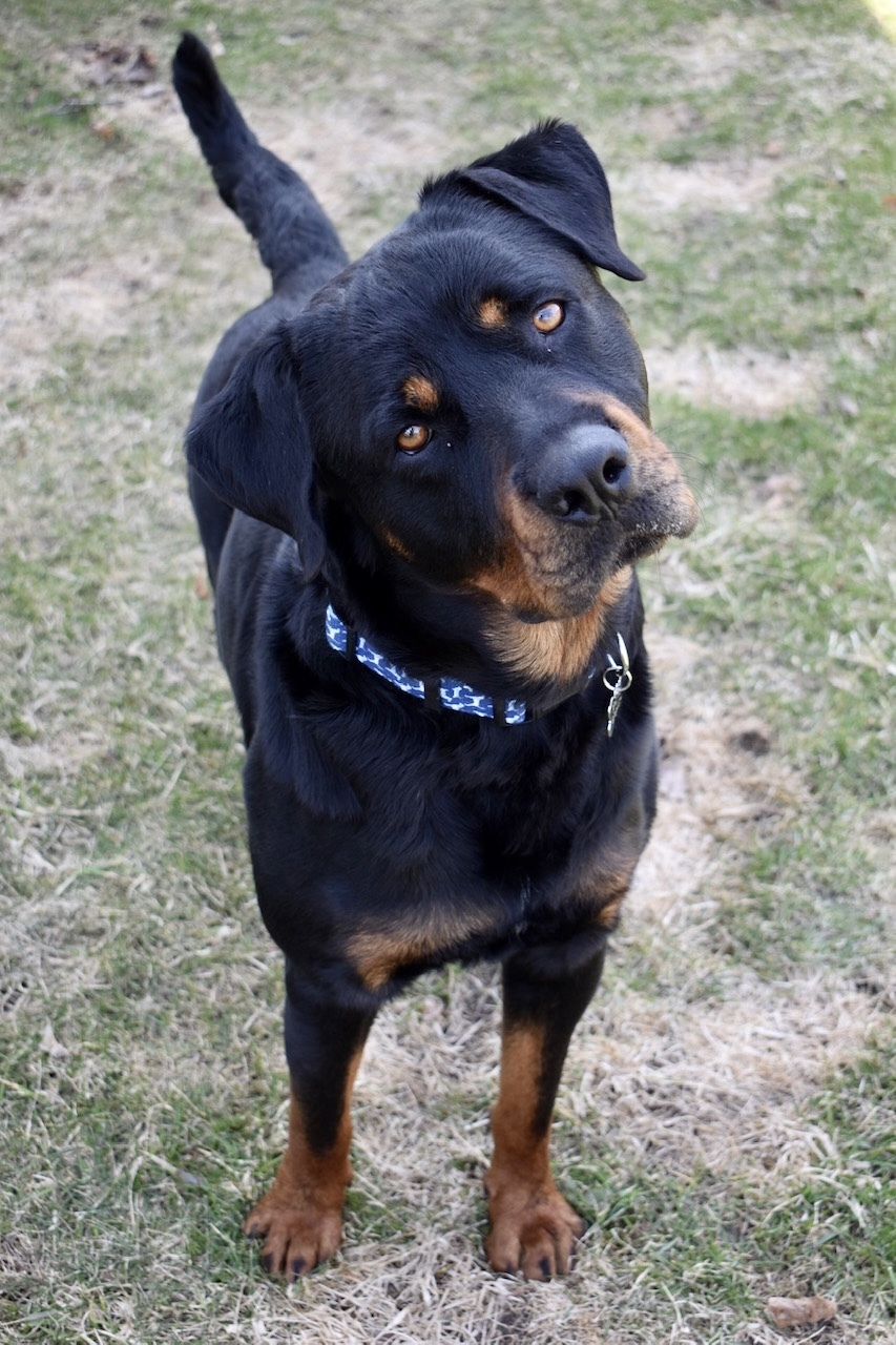 Breach (now Bruno), an adoptable Rottweiler in Lincoln, NE, 68506 | Photo Image 2