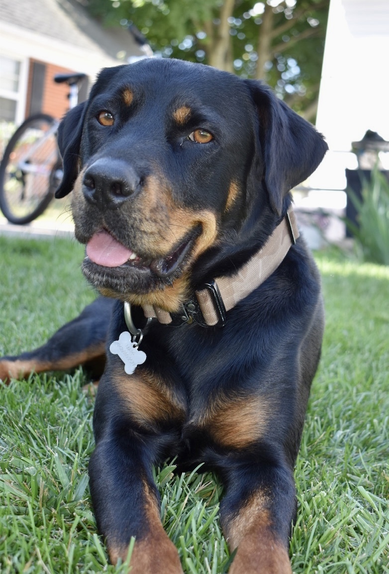 Breach (now Bruno), an adoptable Rottweiler in Lincoln, NE, 68506 | Photo Image 3