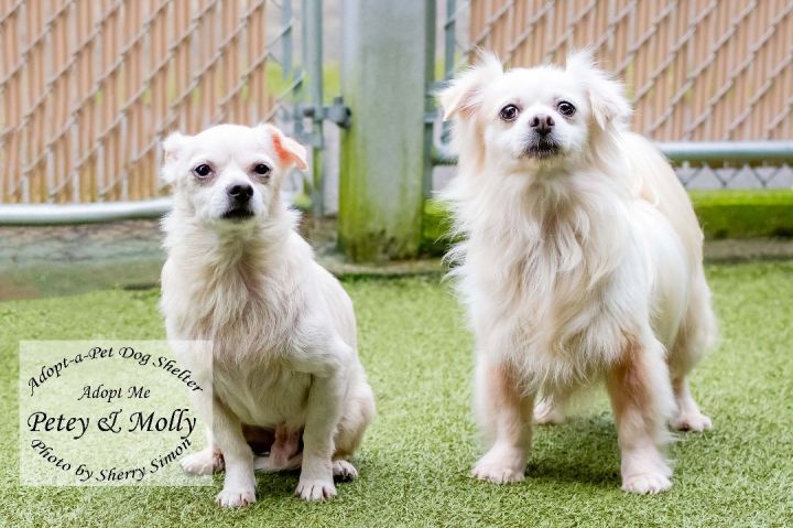 MOLLY AND PETEY, an adoptable Chihuahua Mix in Shelton, WA_image-3