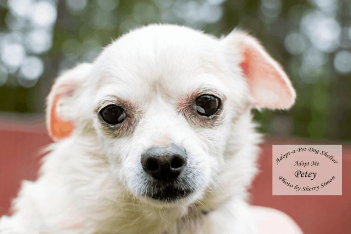 MOLLY AND PETEY, an adoptable Chihuahua Mix in Shelton, WA_image-4