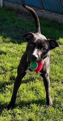 Aqua, an adoptable Mixed Breed in Medford, OR, 97501 | Photo Image 2