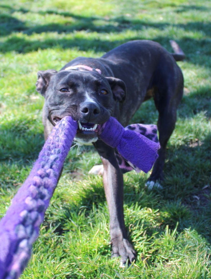 Aqua, an adoptable Mixed Breed in Medford, OR, 97501 | Photo Image 1