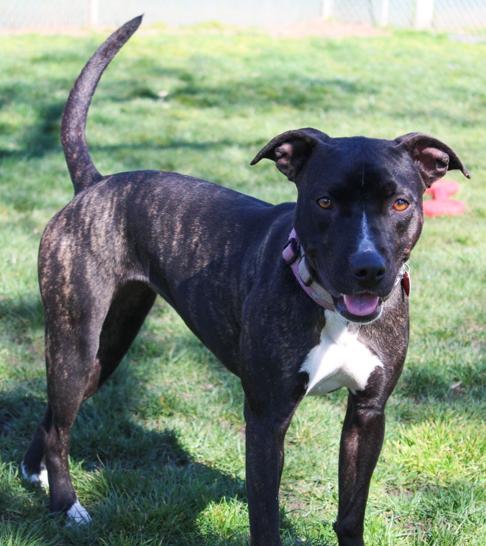Aqua, an adoptable Mixed Breed in Medford, OR, 97501 | Photo Image 3