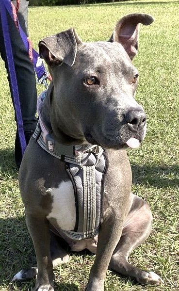 KIRA, an adoptable American Staffordshire Terrier in Fort Pierce, FL, 34982 | Photo Image 2