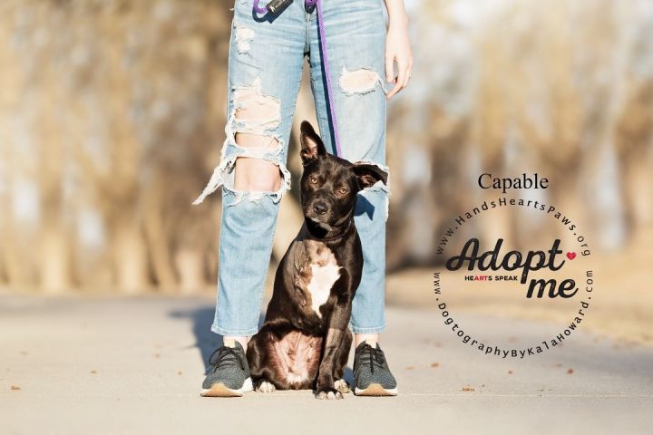 Capable, an adopted Cattle Dog Mix in Omaha, NE_image-2