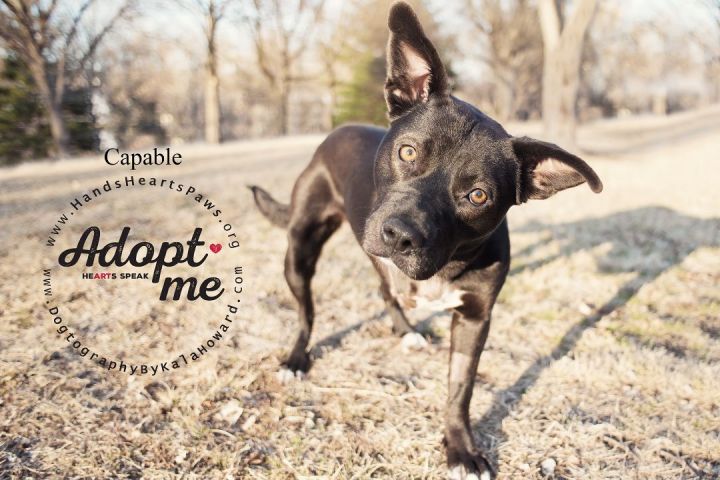 Capable, an adopted Cattle Dog Mix in Omaha, NE_image-3