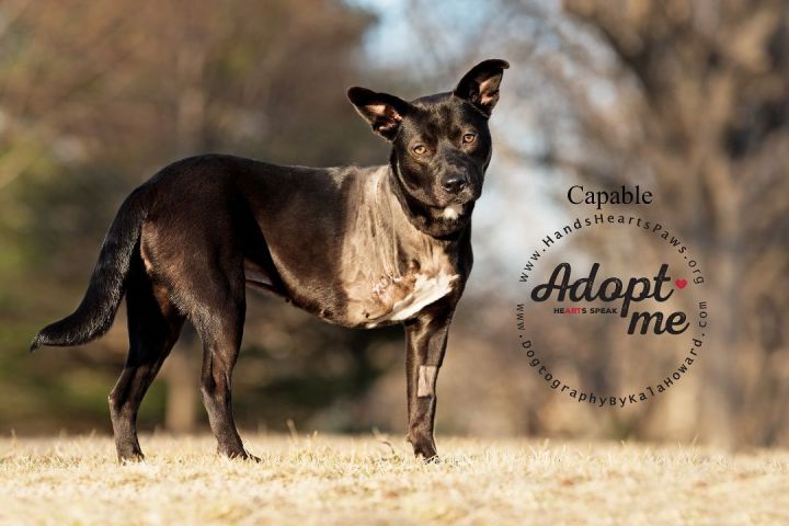Capable, an adopted Cattle Dog Mix in Omaha, NE_image-4