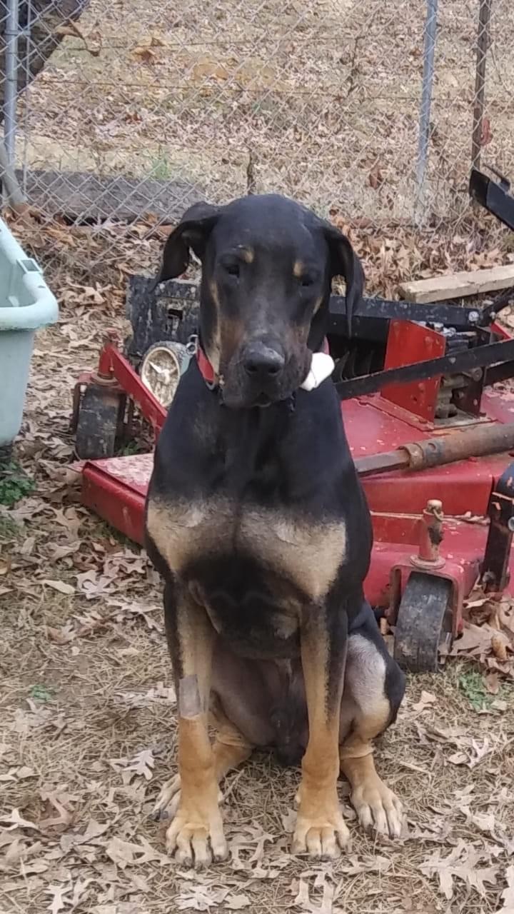 doberman great dane mix