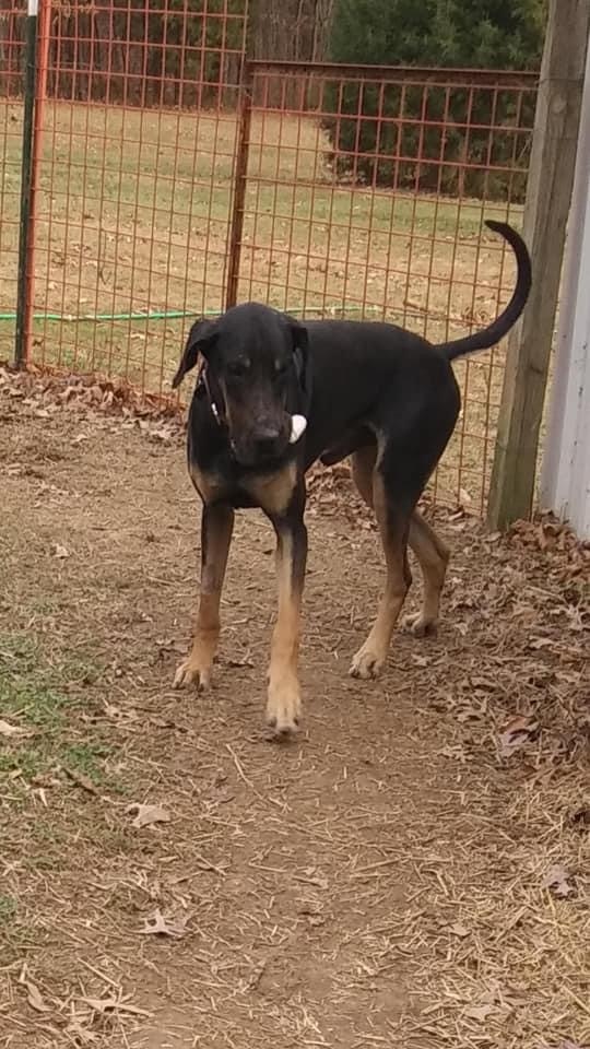 Chevy, an adoptable Great Dane, Mixed Breed in Paragould, AR, 72450 | Photo Image 2