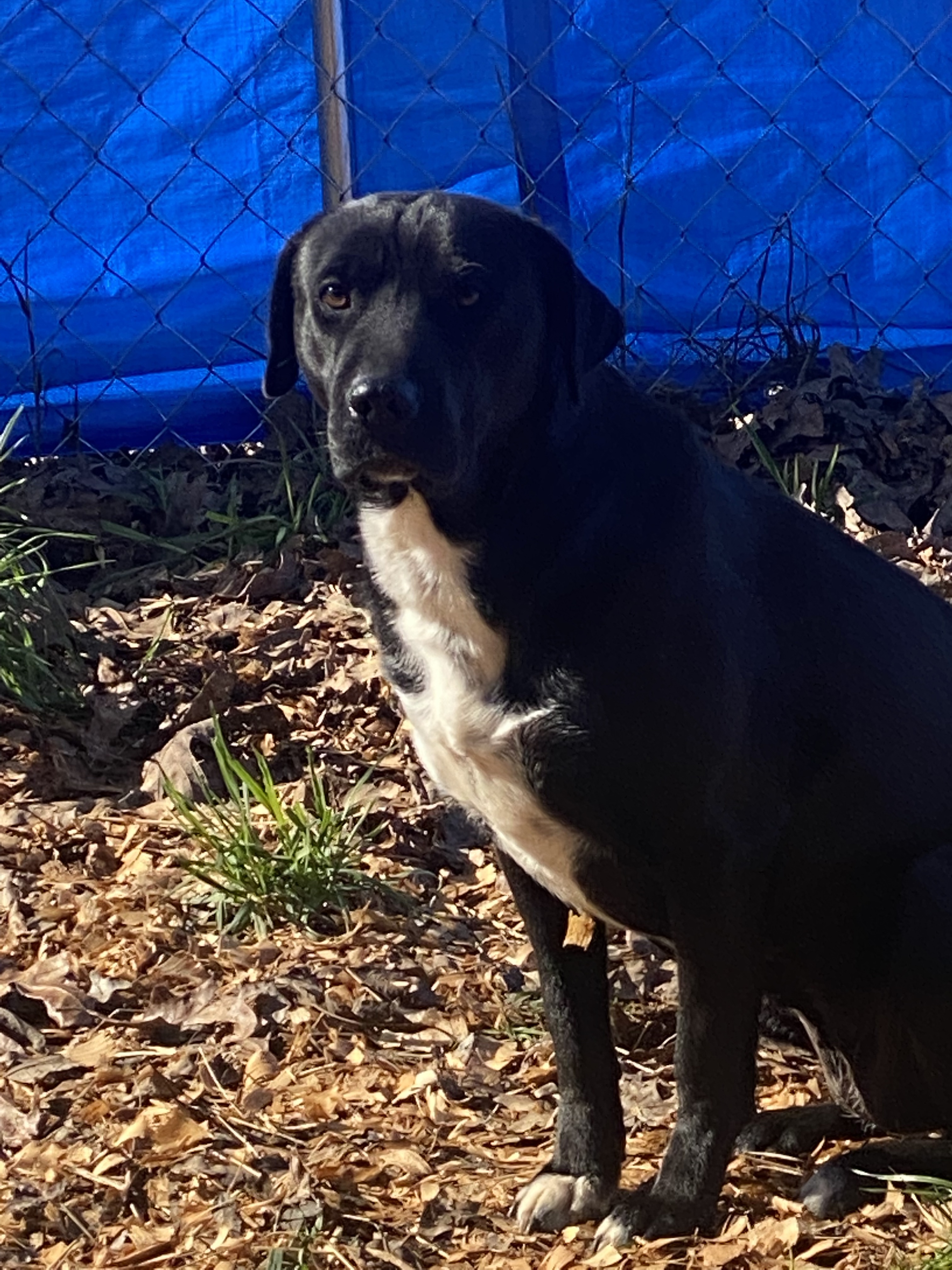 Zoe, an adoptable Boxer in Hartwell, GA, 30643 | Photo Image 3