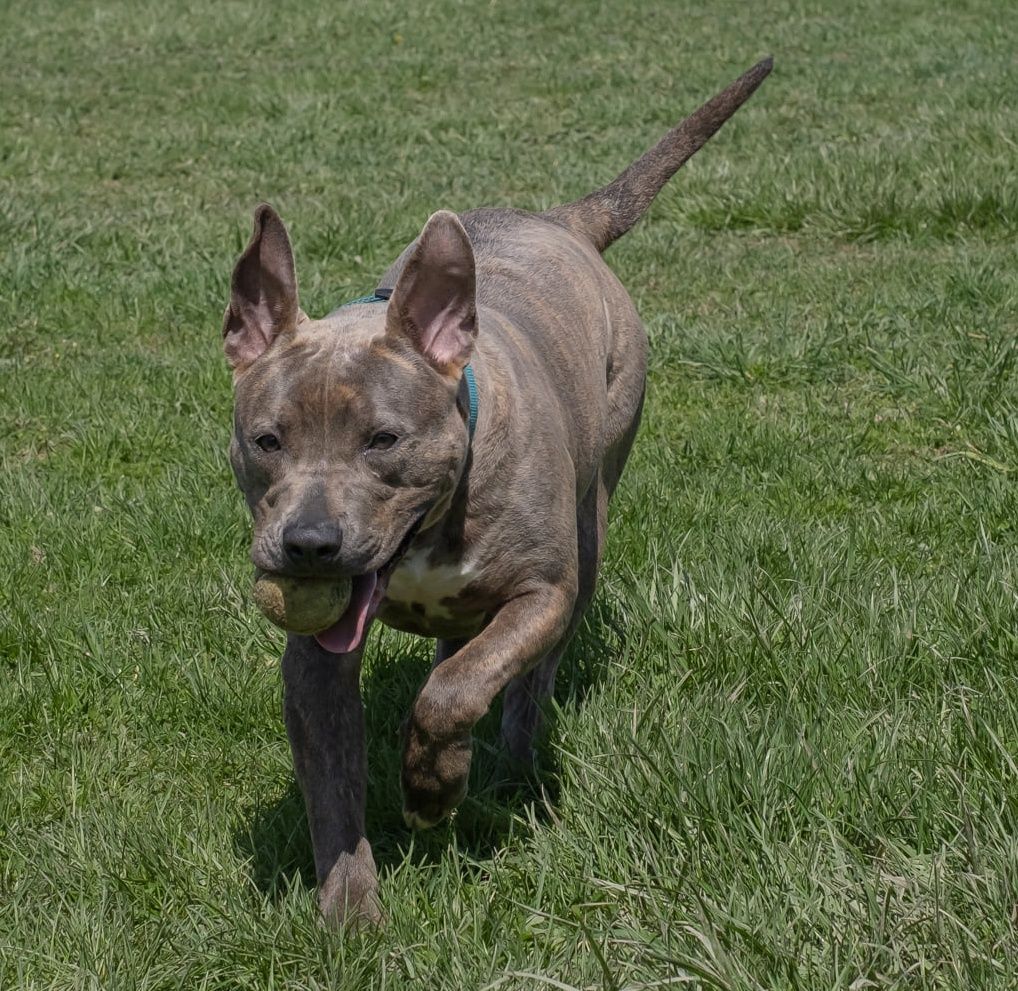 Piper, an adoptable Pit Bull Terrier in Auburn, NY, 13021 | Photo Image 1