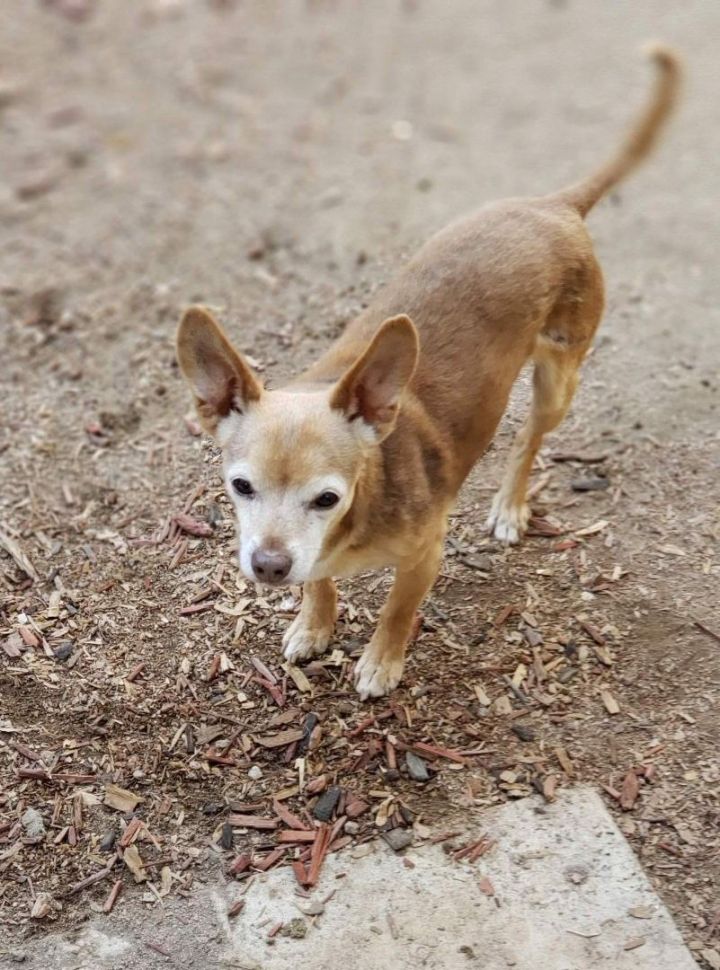 Dog For Adoption Rudy A Chihuahua In Ventura Ca Petfinder