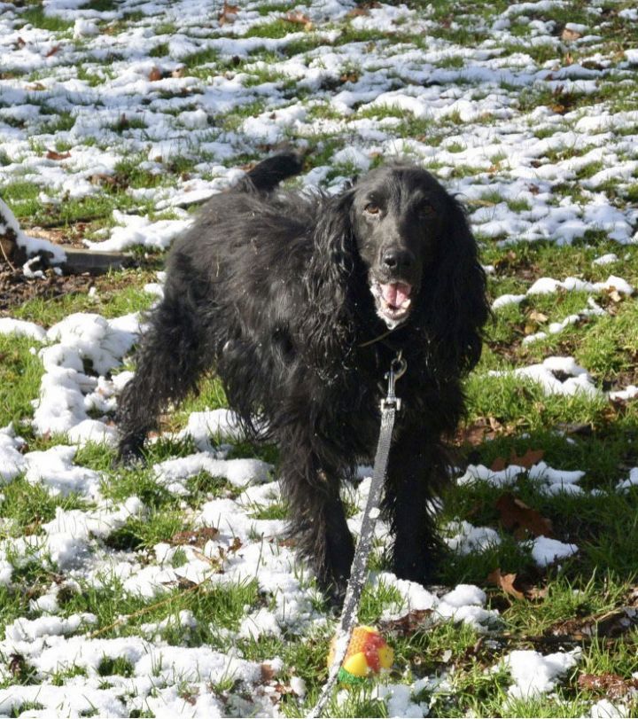 Petfinder english sale springer spaniel