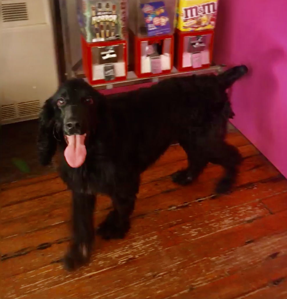 Charlie, an adoptable English Springer Spaniel, English Cocker Spaniel in Flushing, NY, 11354 | Photo Image 3