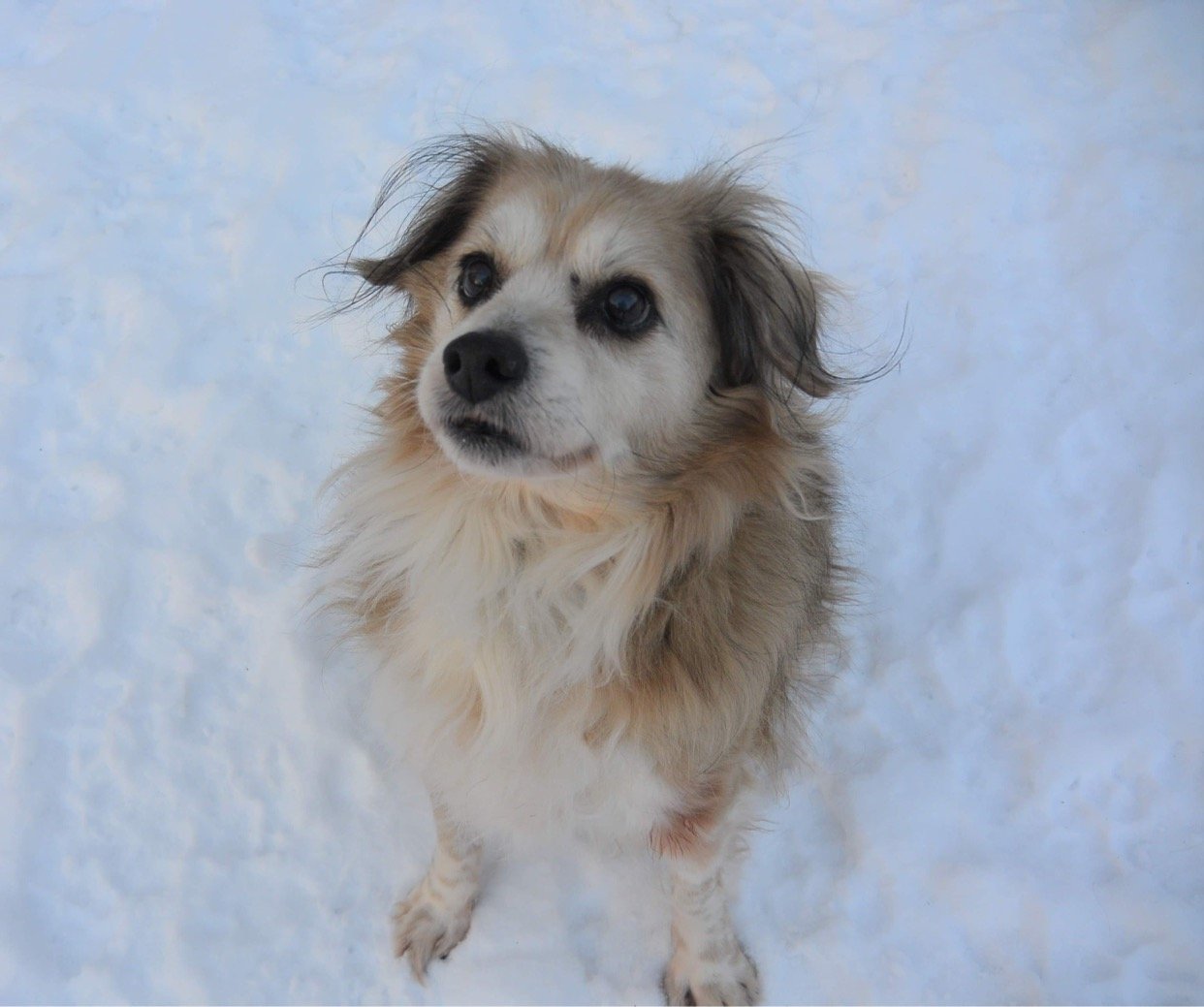 Sherman, an adoptable Collie, Spaniel in Flushing, NY, 11354 | Photo Image 1