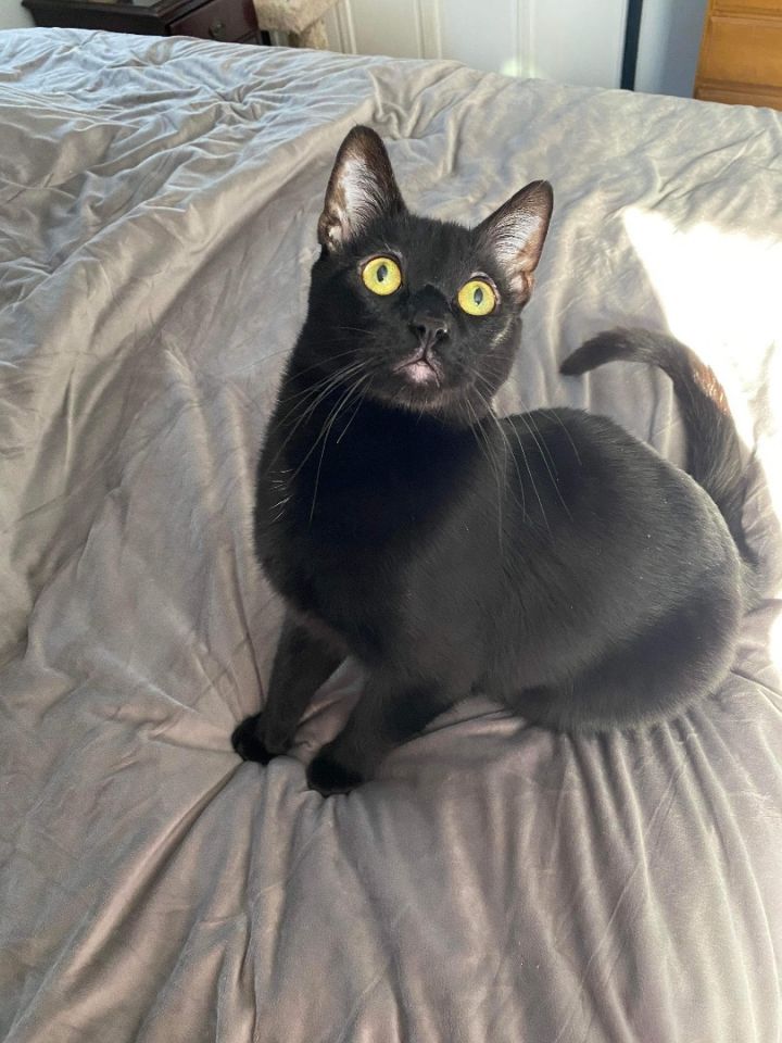 Cat for adoption - Black Magic INDOOR ONLY, a Domestic Short Hair Mix in  Stockton, CA | Petfinder