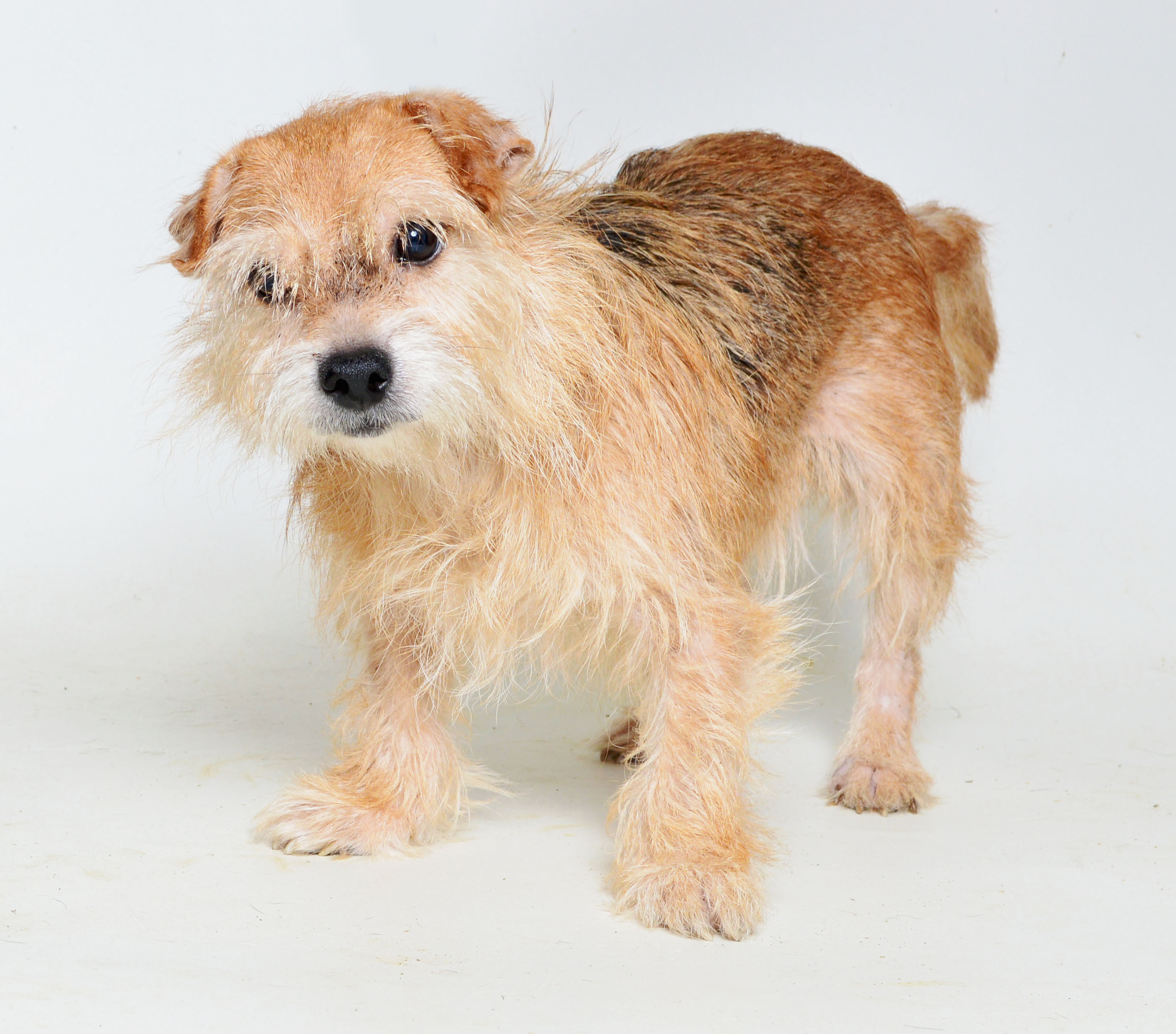 Zoey, an adoptable Terrier in Wilmington, NC, 28411 | Photo Image 5