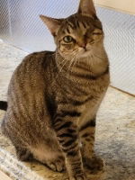 Jill, an adoptable Domestic Short Hair, Tabby in Morgan Hill, CA, 95038 | Photo Image 1