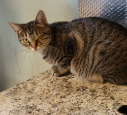 Jill, an adoptable Domestic Short Hair, Tabby in Morgan Hill, CA, 95038 | Photo Image 2