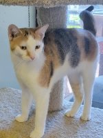Willow, an adoptable Calico, Domestic Short Hair in Morgan Hill, CA, 95038 | Photo Image 1