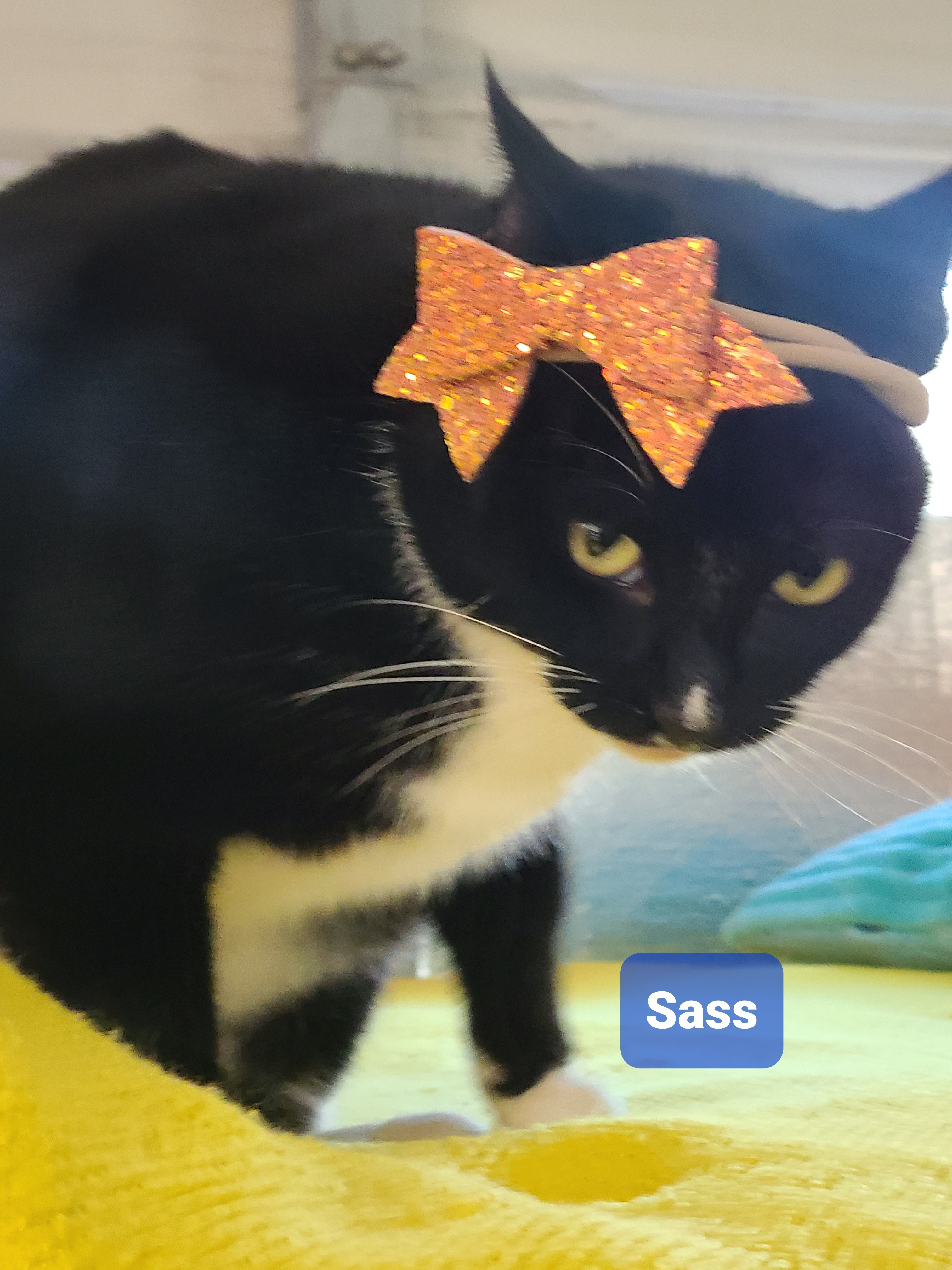 Sassy, an adoptable Domestic Short Hair in Spring Hill, FL, 34606 | Photo Image 1