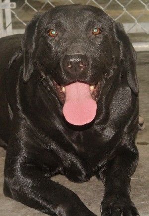 Sammy, an adoptable Labrador Retriever in Savannah, MO, 64485 | Photo Image 1