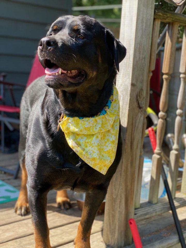 Ruby (MARR Dog), an adoptable Rottweiler in Lincoln, NE_image-1